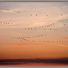 Formationsflug am Abendhimmel