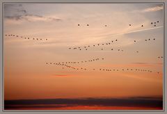 Formationsflug am Abendhimmel