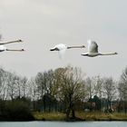 Formationsflug am Adolfosee.