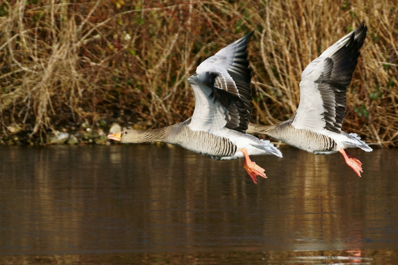 Formationsflug