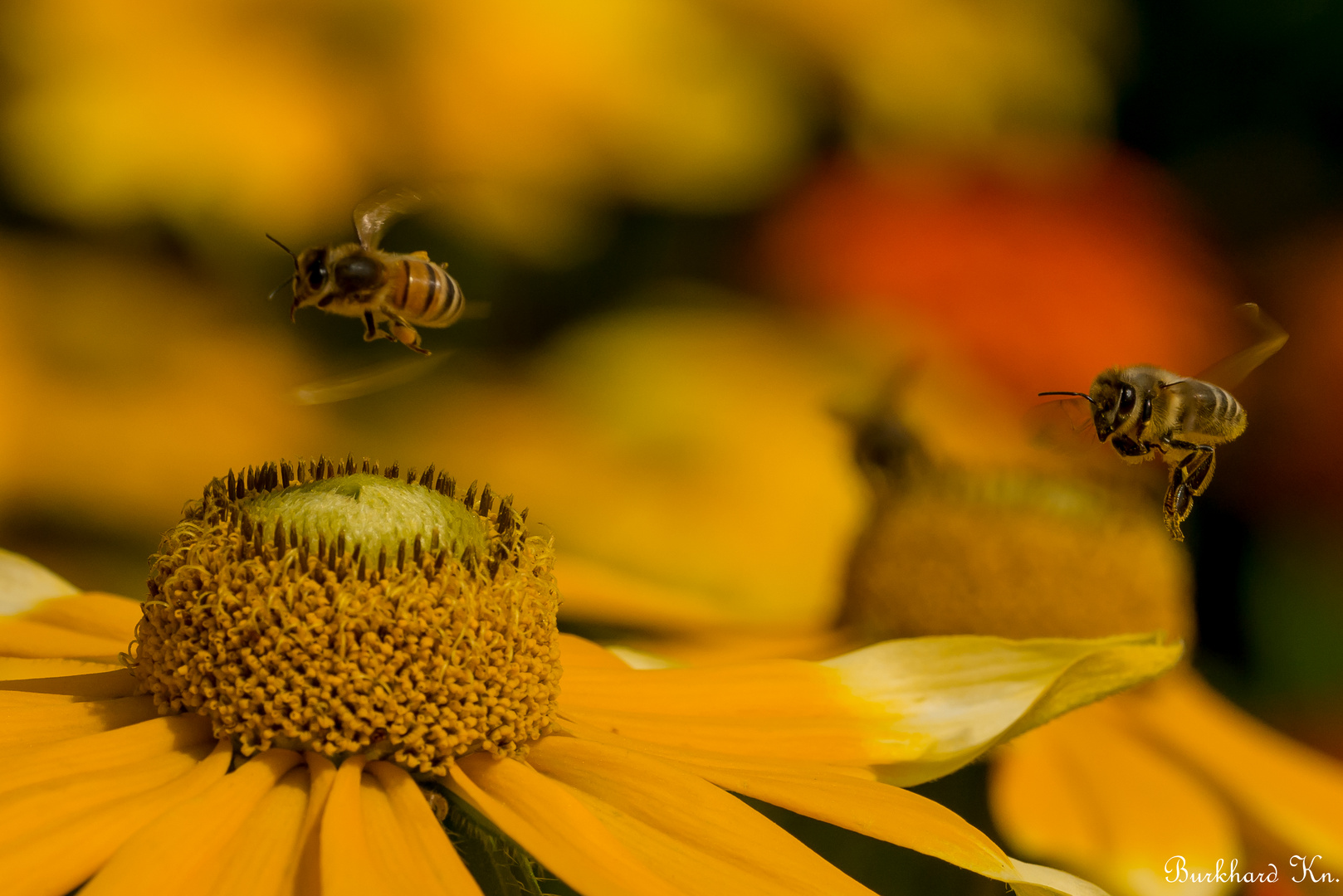 Formationsflug  der Biene auf die Pollen 