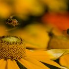Formationsflug  der Biene auf die Pollen 