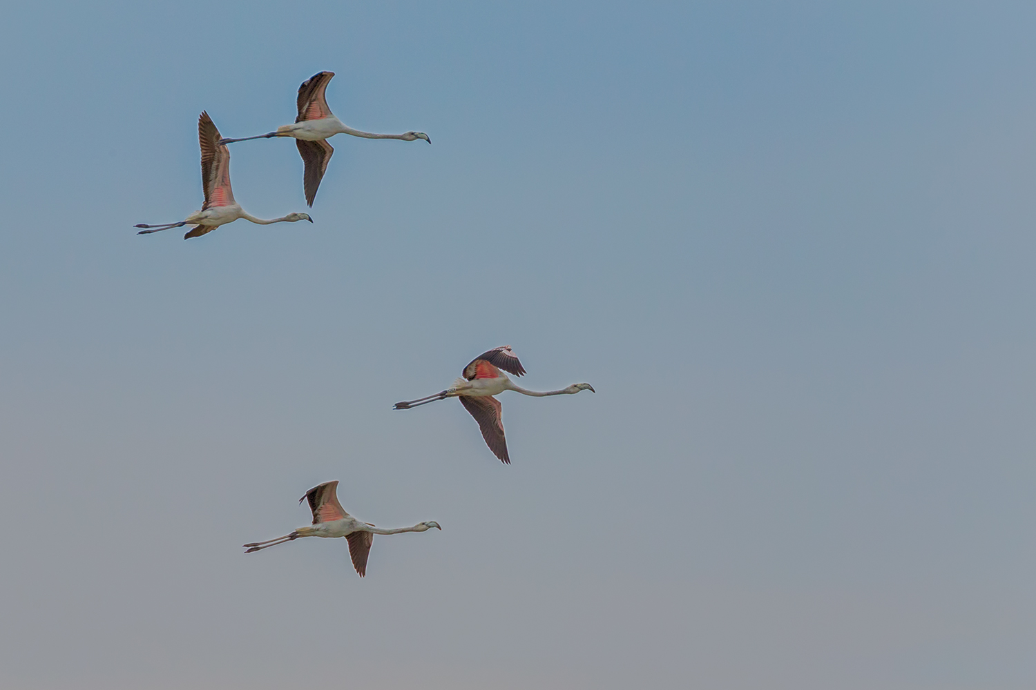 Formationsflug der Flamingos