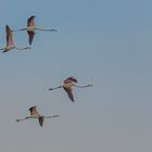 Formationsflug der Flamingos