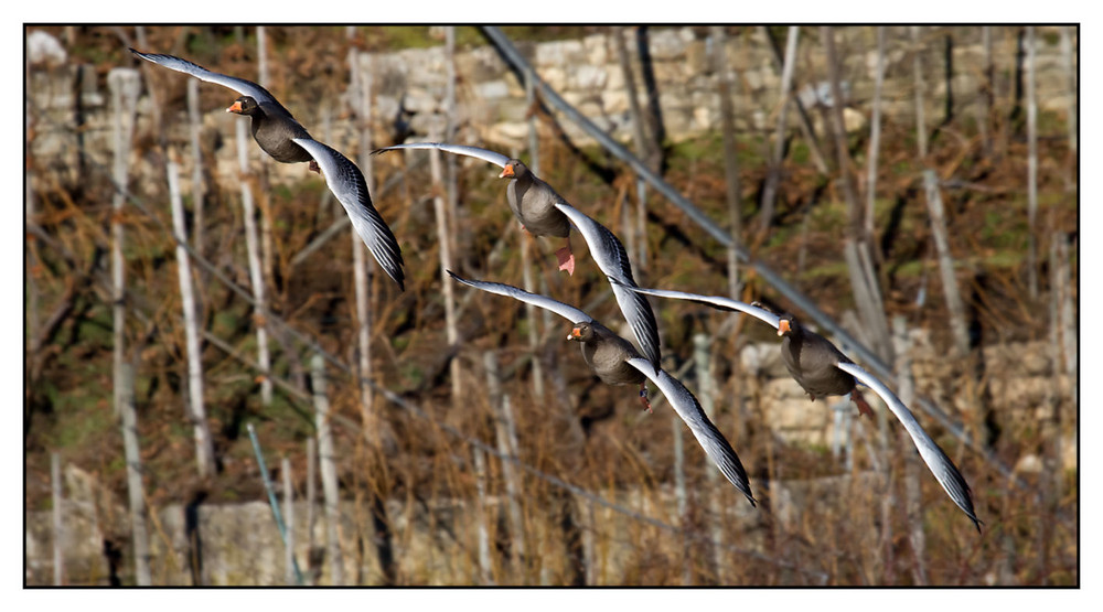 Formationsflug der Gänse