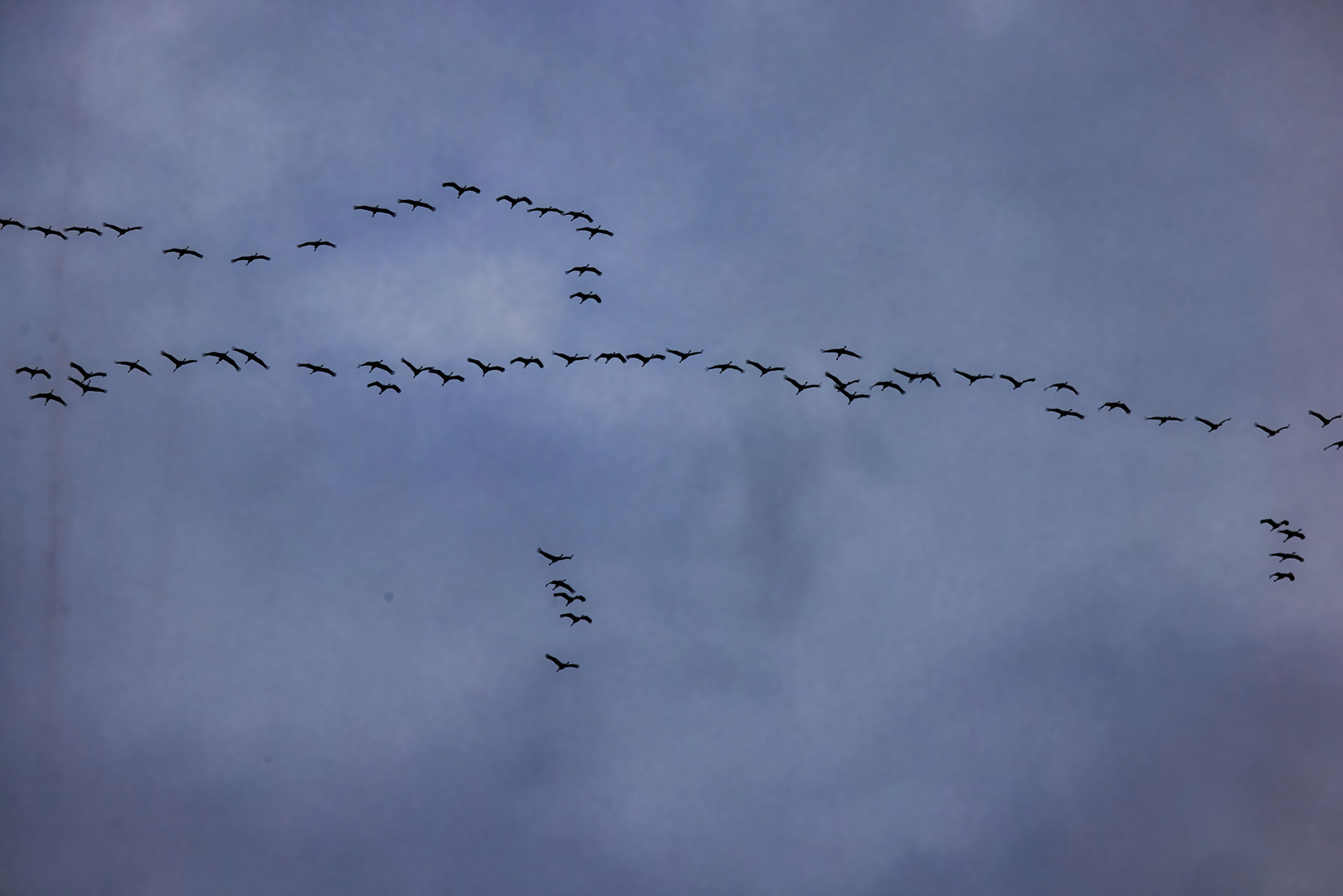 Formationsflug der Kraniche