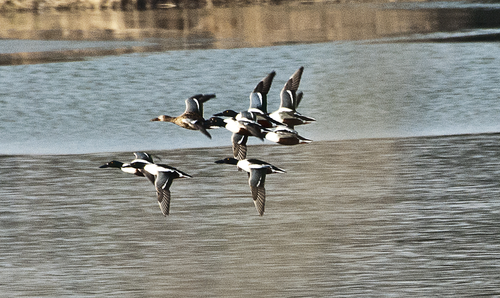 Formationsflug der Löffelenten