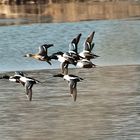 Formationsflug der Löffelenten