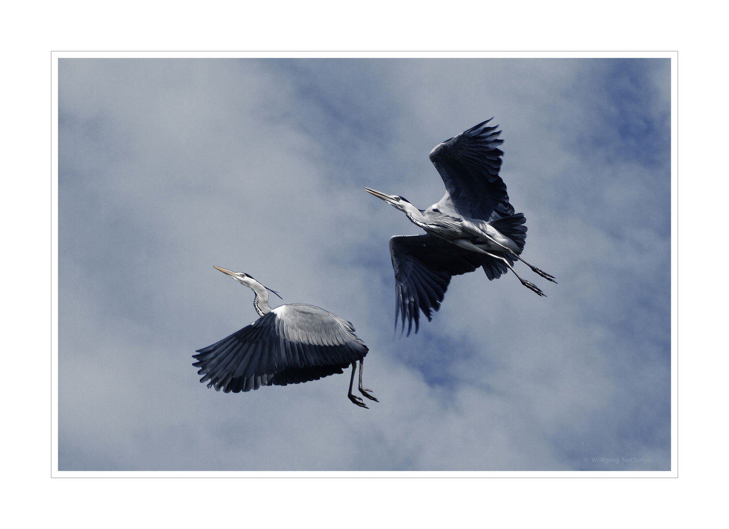 Formationsflug der Reiher