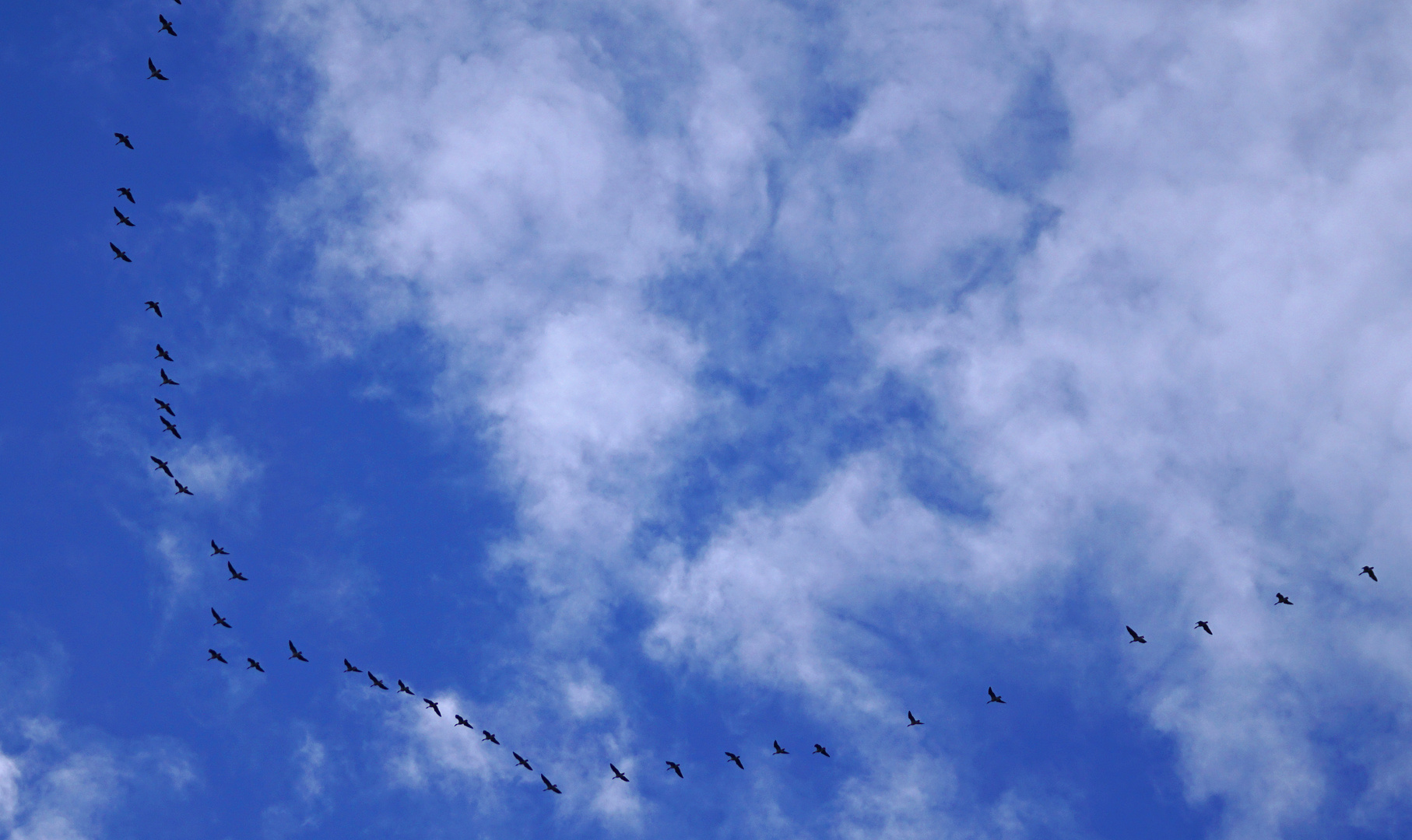 Formationsflug der Wildgänse