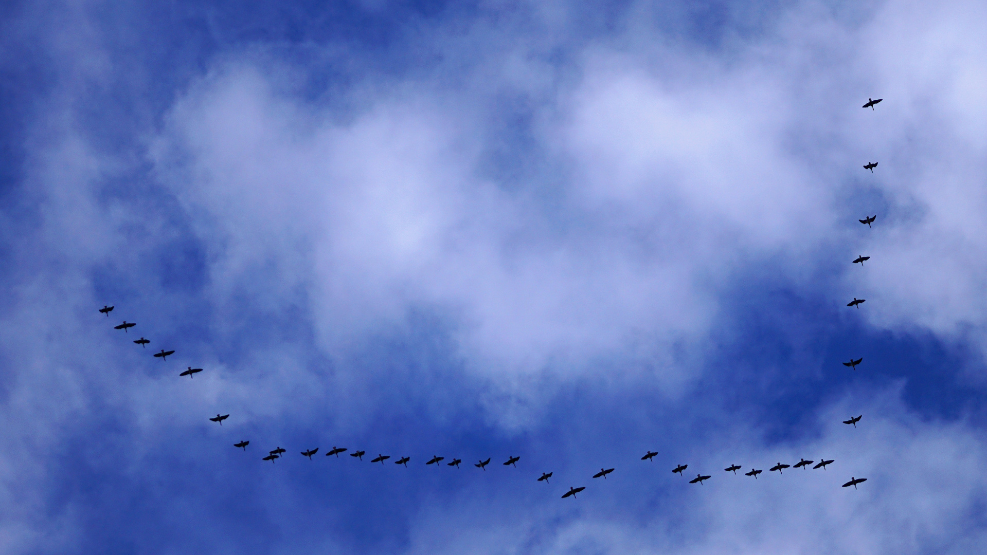 Formationsflug der Wildgänse