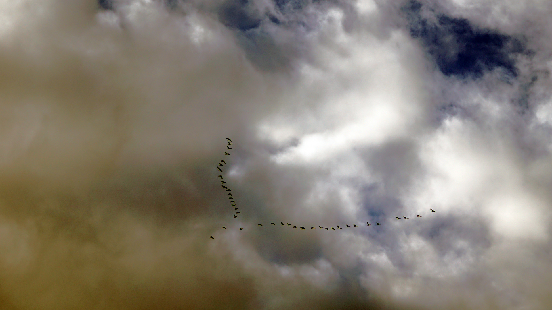 Formationsflug der Wildgänse