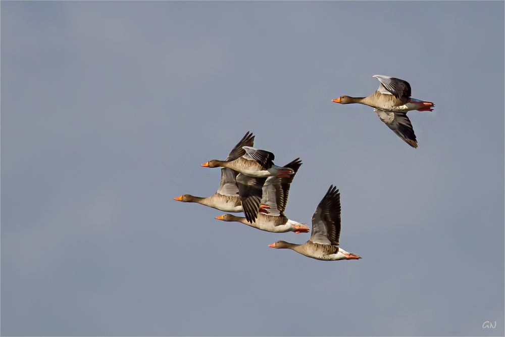 Formationsflug der Wildgänse