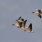 Formationsflug der Wildgänse