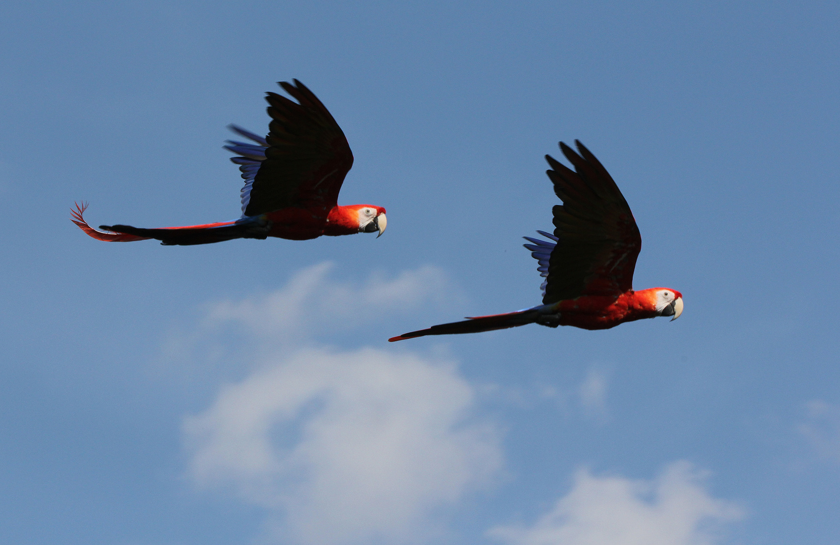 Formationsflug eines Paares des Hellroter Ara (Ara macao)...