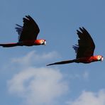 Formationsflug eines Paares des Hellroter Ara (Ara macao)...