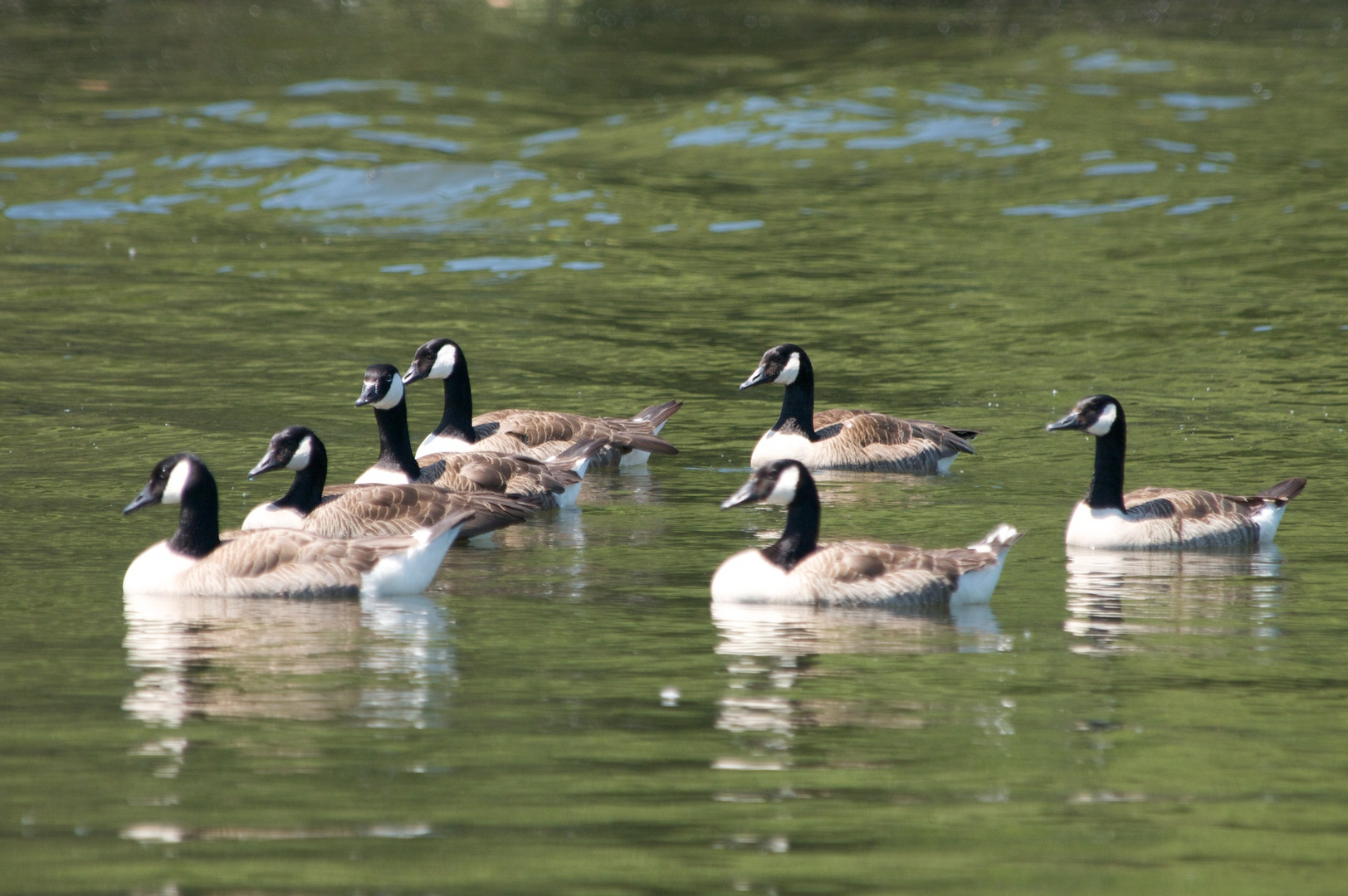 "Formationsflug" im Wasser - Kanadagänse auf der Ruhr