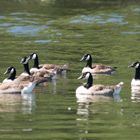 "Formationsflug" im Wasser - Kanadagänse auf der Ruhr