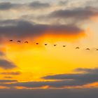 Formationsflug in den Feierabend.