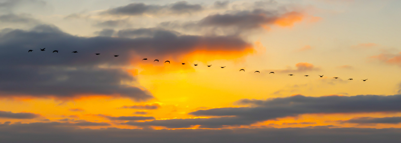 Formationsflug in den Feierabend.