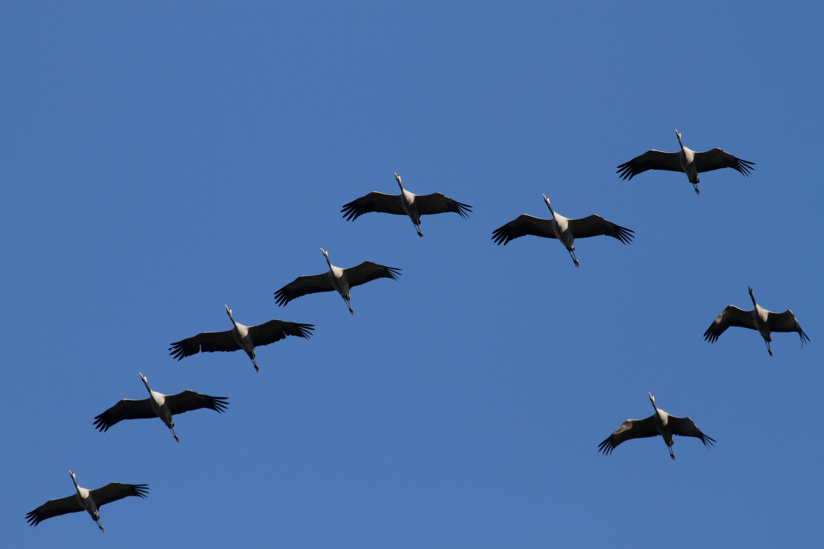 Formationsflug in Richtung Süden