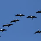 Formationsflug in Richtung Süden