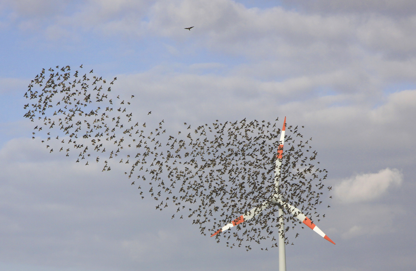 formationsflug mit falke