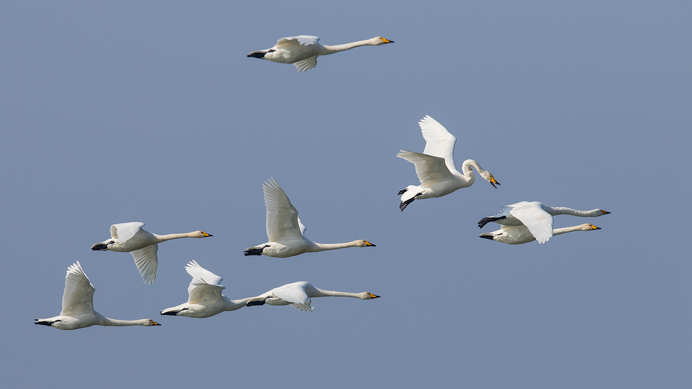 Formationsflug mit Hindernis !!