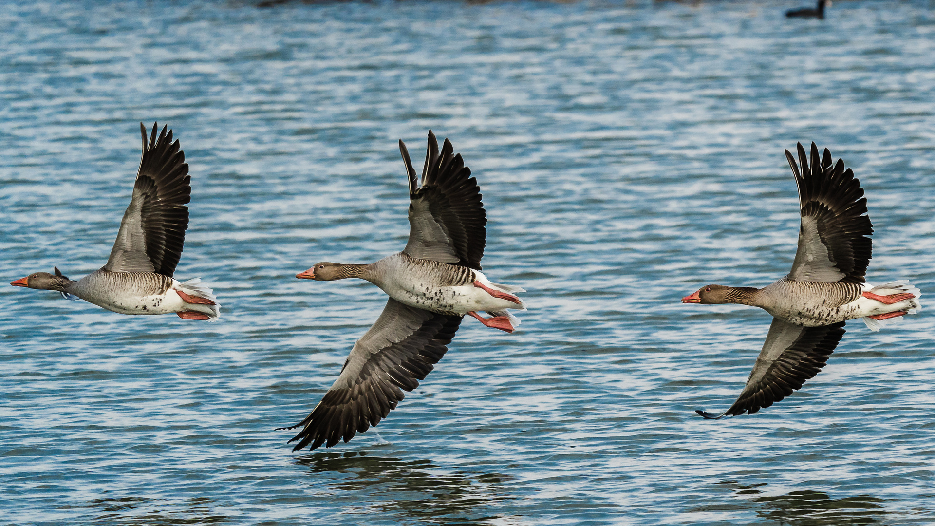 Formationsflug mit Wasserberührung