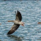 Formationsflug mit Wasserberührung