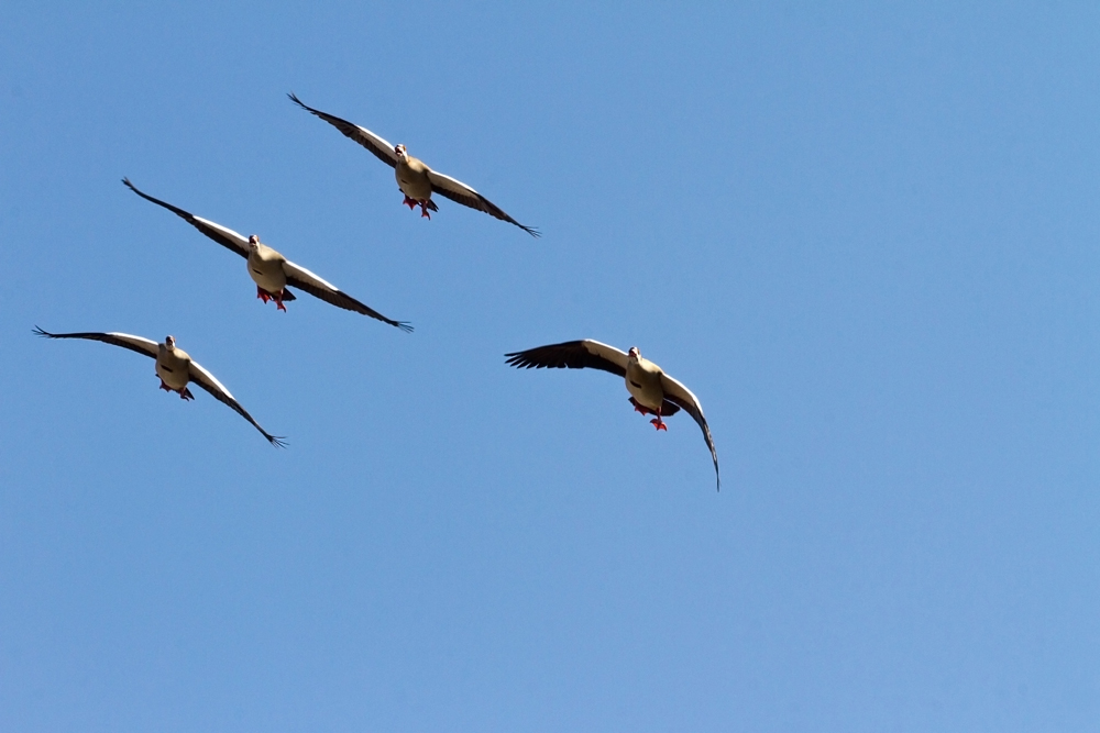 Formationsflug über den Gonarezhou Nationalpark