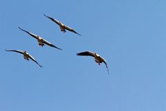 Formationsflug über den Gonarezhou Nationalpark