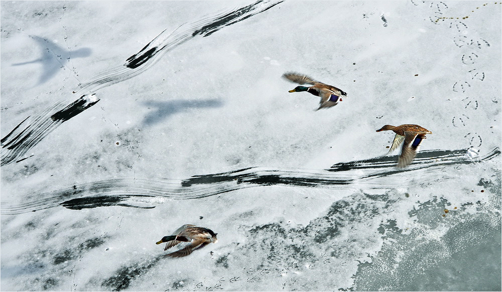 formationsflug überm eis