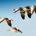 Formationsflug von Gänsen