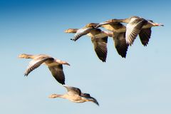 Formationsflug von Gänsen