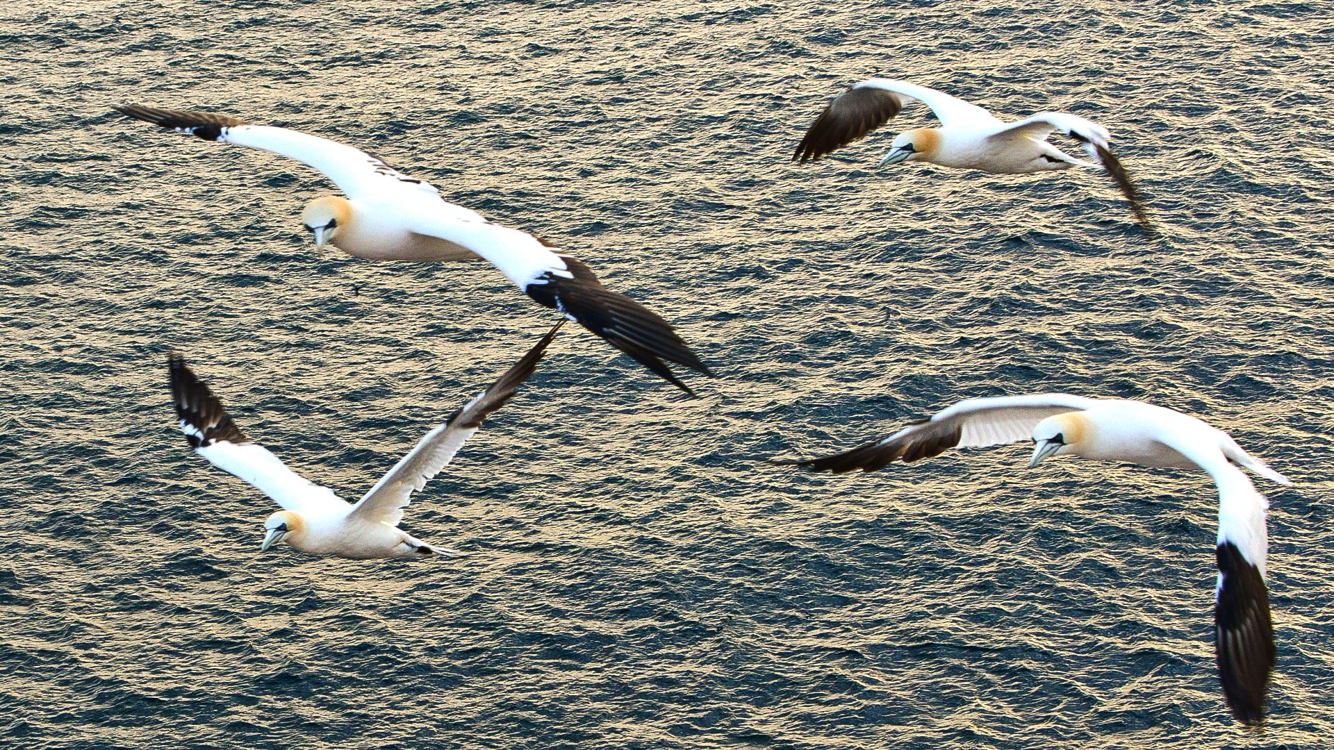 Formationsflug vor Helgoland