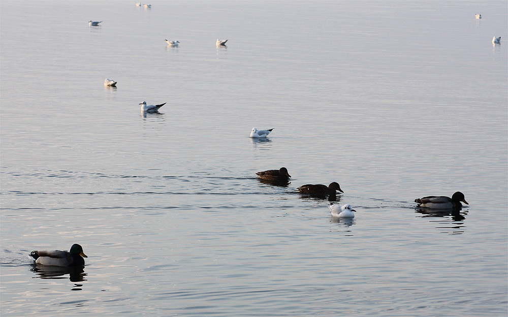 Formationsschwimmen auf dem Steinhuder Meer