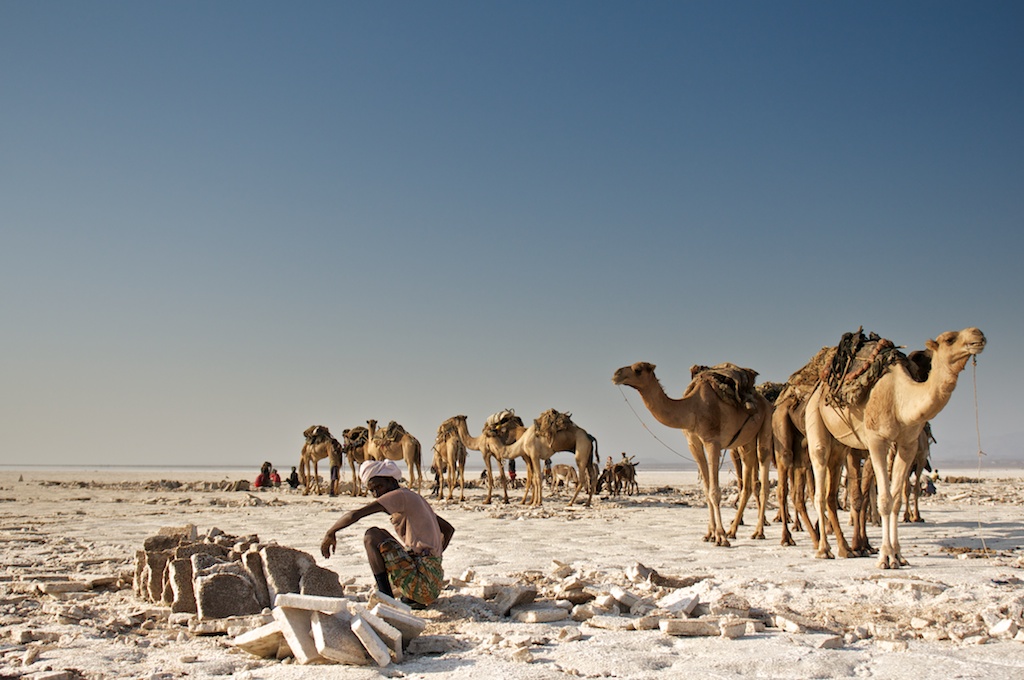 formatted salz for camels