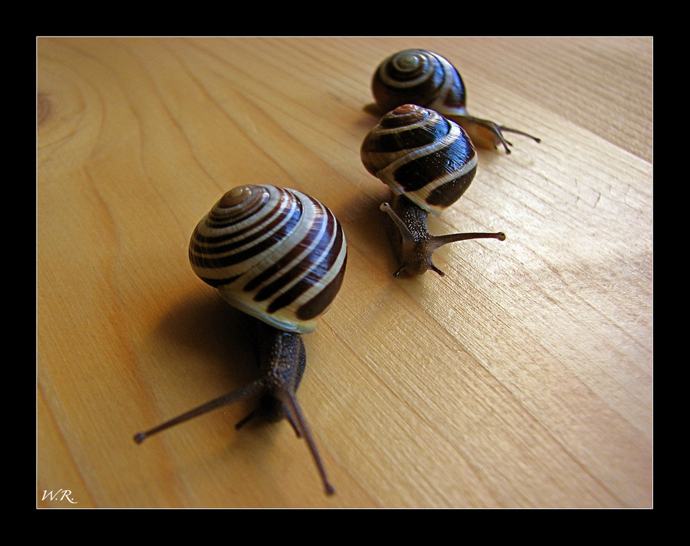 Formel Schnecke....