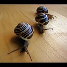 Formel Schnecke....