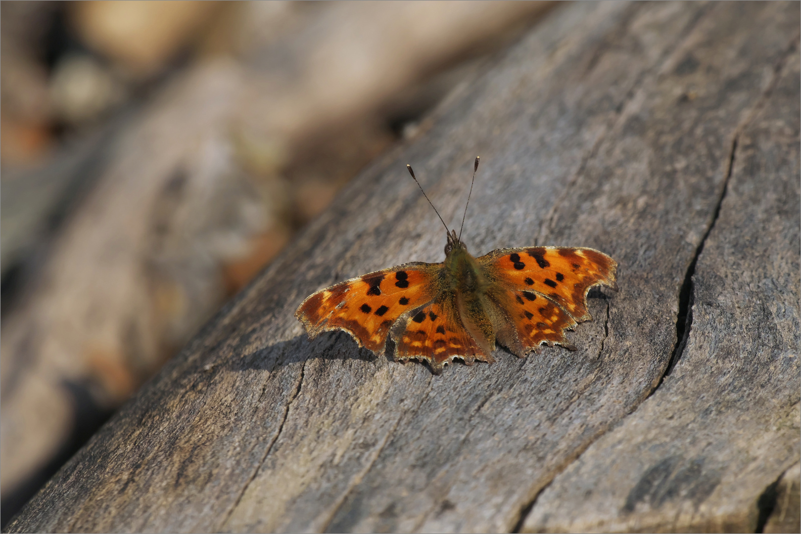 Formen der Natur