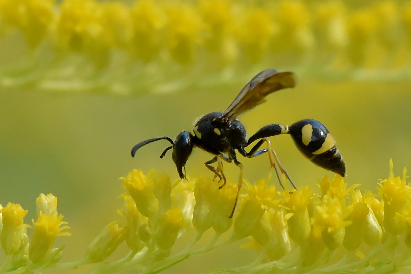 Formen der Natur