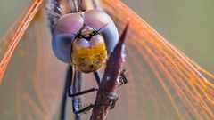 Formen und Farben der Natur