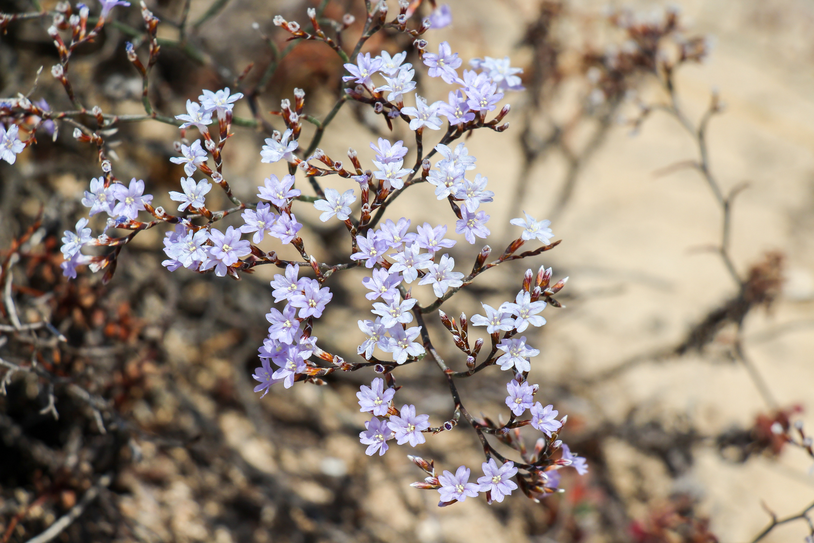 Formentera Blüten