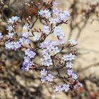 Formentera Blüten