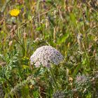 Formentera - Blumenwiese