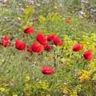 Formentera - Mohnblumen