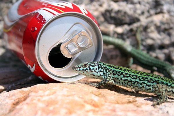 Formentera Ur-Einwohner meets Coke