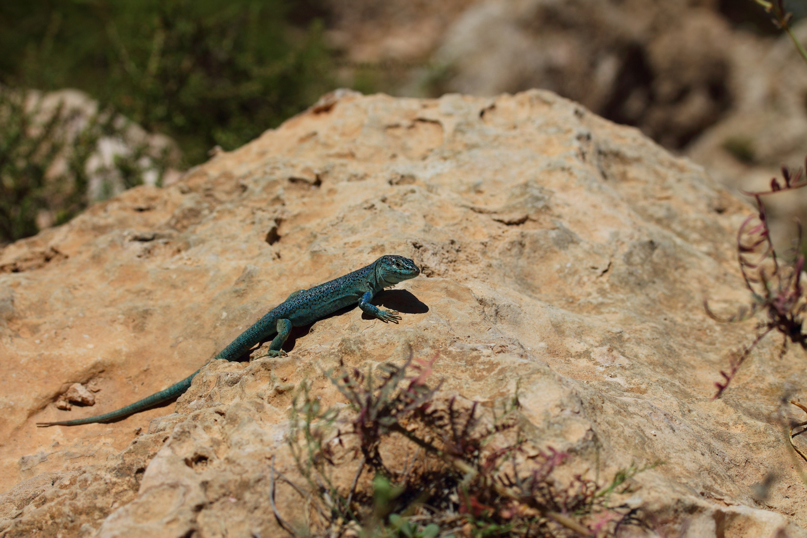 Formentera wall lizard (Podarcis pityusensis formenterae)