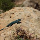 Formentera wall lizard (Podarcis pityusensis formenterae)